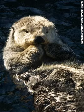 Rái cá là một nhóm động vật có vú ăn thịt sống dưới nước hay đại dương. Rái cá biển có lớp lông trong dày (1.000 sợi lông/mm2) và mịn, được bảo vệ bởi lớp lông ngoài giúp cho chúng khô ráo dưới nước và lưu lại một lớp không khí để giữ ấm.