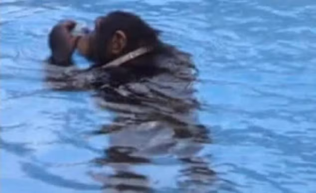 Ngoài ra, còn có một trường hợp khác là con tinh tinh orangutan có tên Suryia cũng có thể bơi ếch như người.