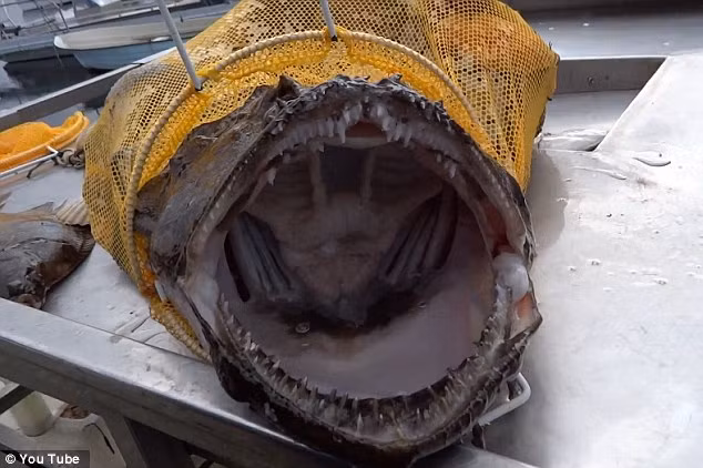 Cận cảnh miệng của con cá monkfish với những chiến răng sắc nhọn.