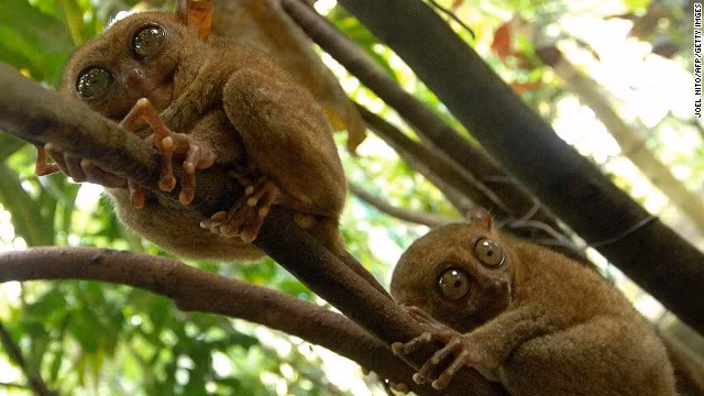 Khỉ lùn Tarsier là một trong số những loài khỉ bé nhất trên Trái đất, cao khoảng 85 đến 160mm, sống ở vùng Đông Nam Á. Loài khỉ c ó đôi mắt to tròndễ thương này đang có nguy cơ tuyệt chủng.