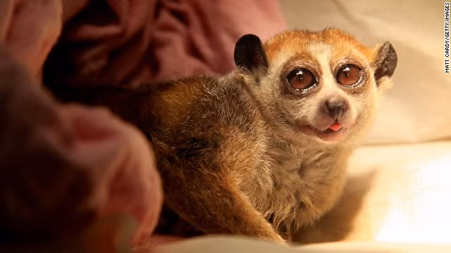 Culi chậm chạp là một loài linh trưởng thuộc phân họ culi. Chúng được tìm thấy nhiều ở khu vực Nam và Đông Nam Á - những khu rừng lá rộng khô cận nhiệt đới và nhiệt đới. Những chú culi chậm chạp này có thể nói là con vật đáng yêu nhất thế giới với đầu tròn, mõm hẹp, mắt to. Tuy nhiên, culi chậm chạp đang bị săn bắn nhiều bởi đôi mắt to của chúng được cho là quý giá trong y học cổ truyền ở một số nơi trên thế giới.