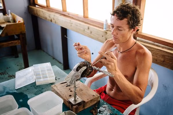 Josh Humbert, chủ sở hữu của trại Kamoka kiểm tra một con trai. Quá trình chèn (ghép) một viên ngọc trai vào bên trong con trai là công việc khó khăn mà cần có thời gian để thành thạo. "Kỹ năng cấy ngọc trai chỉ có một vài người, chủ yếu từ Nhật Bản, biết làm điều đó và bí mật của họ đã được bảo vệ rất chặt chẽ", một chuyên gia cho biết. "Nhưng cuối cùng, nhiều người đã được đào tạo và bí mật được tiết lộ”.