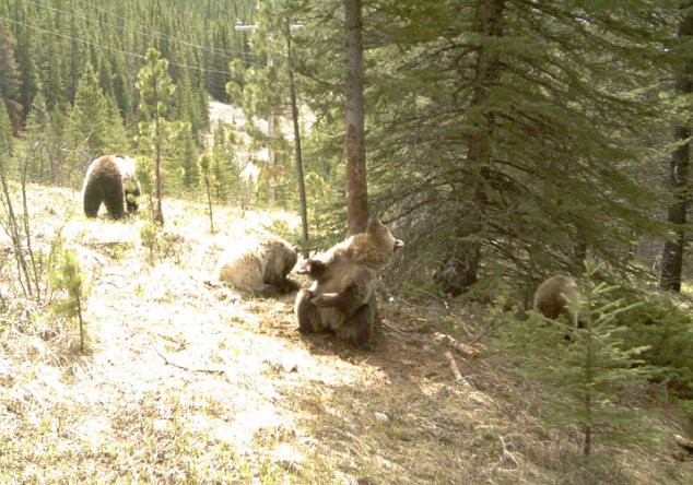 Một con gấu xám cọ lưng vào gốc cây.