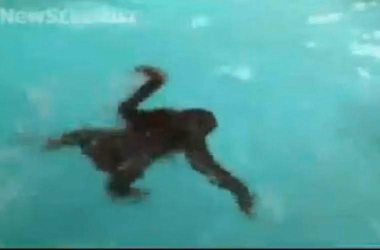 Trong hai trường hợp đặc biệt này, các con vật đều được nuôi lớn và chăm sóc ở Mỹ.