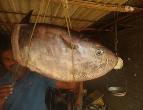 Ngư dân Kayankeni ở Sri Lanka bắt được con cá lạ hình vuông và không có đuôi nặng 6,5 kg. Con cá được đem ra chợ Ottamavadi để bán. Ngay lập tức, con cá kỳ dị này thu hút đông đảo người dân đổ xô đến xem.