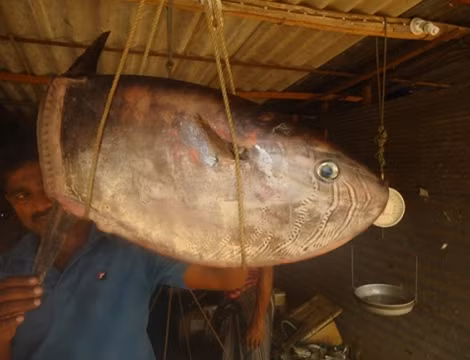 Ngư dân Kayankeni ở Sri Lanka bắt được con cá lạ hình vuông và không có đuôi nặng 6,5 kg. Con cá được đem ra chợ Ottamavadi để bán. Ngay lập tức, con cá kỳ dị này thu hút đông đảo người dân đổ xô đến xem.