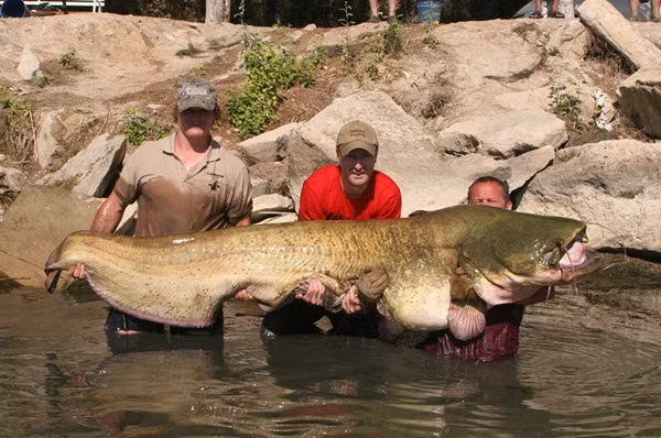 Jonathan (áo đỏ), 31 tuổi, người Anh vô tình câu được con cá trê siêu "khủng", dài tới 3,2 m và nặng tới hơn 100 kg.