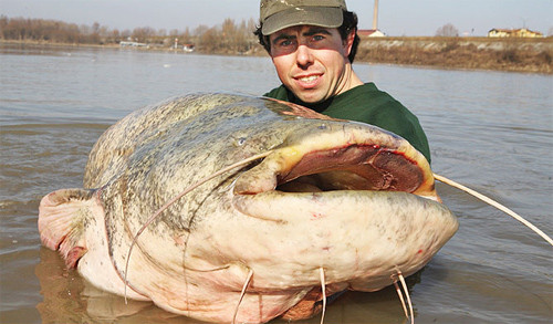 Tuy nhiên, chàng trai Roberto Godi, 32 tuổi, đã câu được con cá trê có trọng lượng “khủng” hơn. Con cá được câu trên sông Po ở Mantova, Italy, dài 2,5m và nặng 113,4 kg.