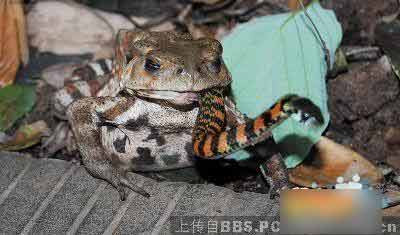  Kể cả những loài rắn độc nguy hiểm cũng khó thoát. 