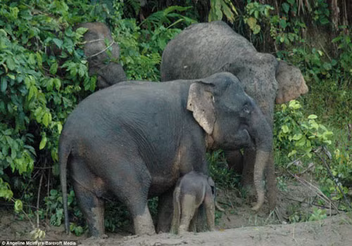Mẹ con voi thoát khỏi bùn lầy lên bờ sau nhiều nỗ lực của cả hai.