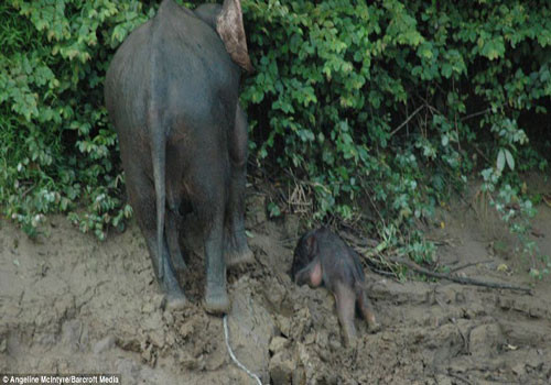 Chú voi con yếu ớt nhiều lúc bị đuối sức phải nằm xuống nghỉ lấy sức.