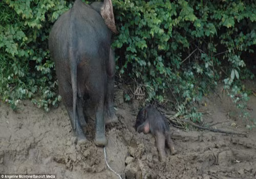 Chú voi con yếu ớt nhiều lúc bị đuối sức phải nằm xuống nghỉ lấy sức.