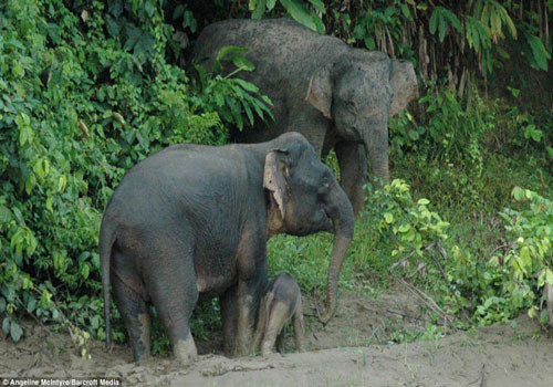Vượt qua những khó khăn, mẹ con voi đã lên được chỗ an toàn.