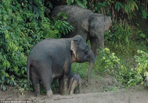 Vượt qua những khó khăn, mẹ con voi đã lên được chỗ an toàn.