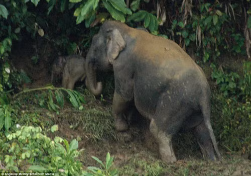 Cả hai lại tiếp tục chuyến đi với nhiều trông gai đón đợi chú voi con ở phía trước.