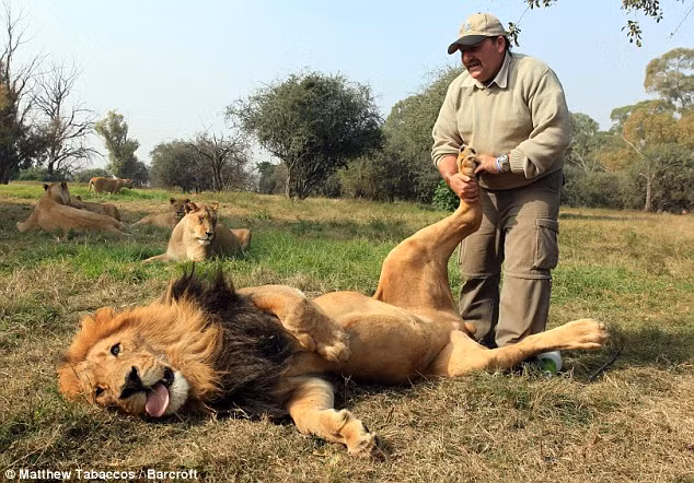 Cha của cậu thiếu niên luyện sư tử can đảm, ông Alex Larenty, đang massage cho con sư tử Jamu hồi năm 2010.