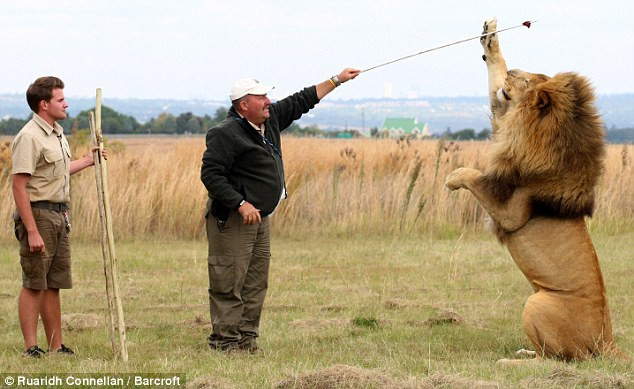 Hai cha con chơi với chú sư tử Zavu.
