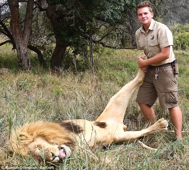 Chàng trai 18 tuổi này đã thiết lập được một mối quan hệ hết sức thân thiết với con sư tử Zavu nặng tới 250kg. Cậu chàng có thể vuốt ve, ôm và chơi cùng với con sư tử tại công viên sư tử gia đình Shandor ở Johannesburg, Nam Phi.