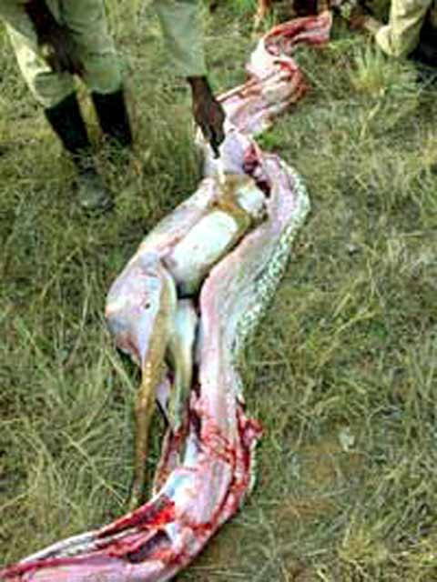 Chú nai khá to lớn nằm trong bụng con trăn khổng lồ.