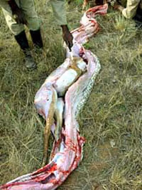 Chú nai khá to lớn nằm trong bụng con trăn khổng lồ.