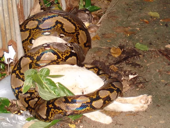 Con trăn đang siết chết một chú chó trắng.