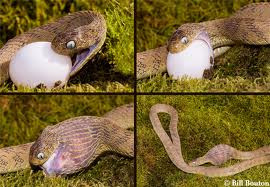 Dù quả trứng có hình dáng tròn, trơn và khó nuốt nhưng cũng không thể ngăn con trăn "xơi tái".