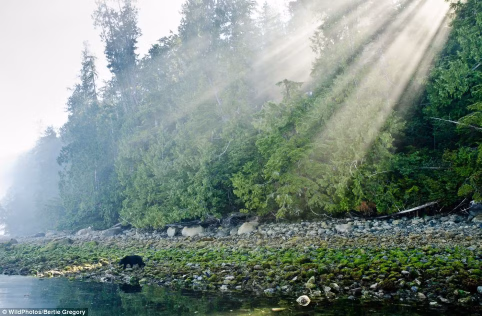 Khoảnh khắc một con gấu đen ven biển kiếm mồi của nhiếp ảnh gia Bertie Gregory.