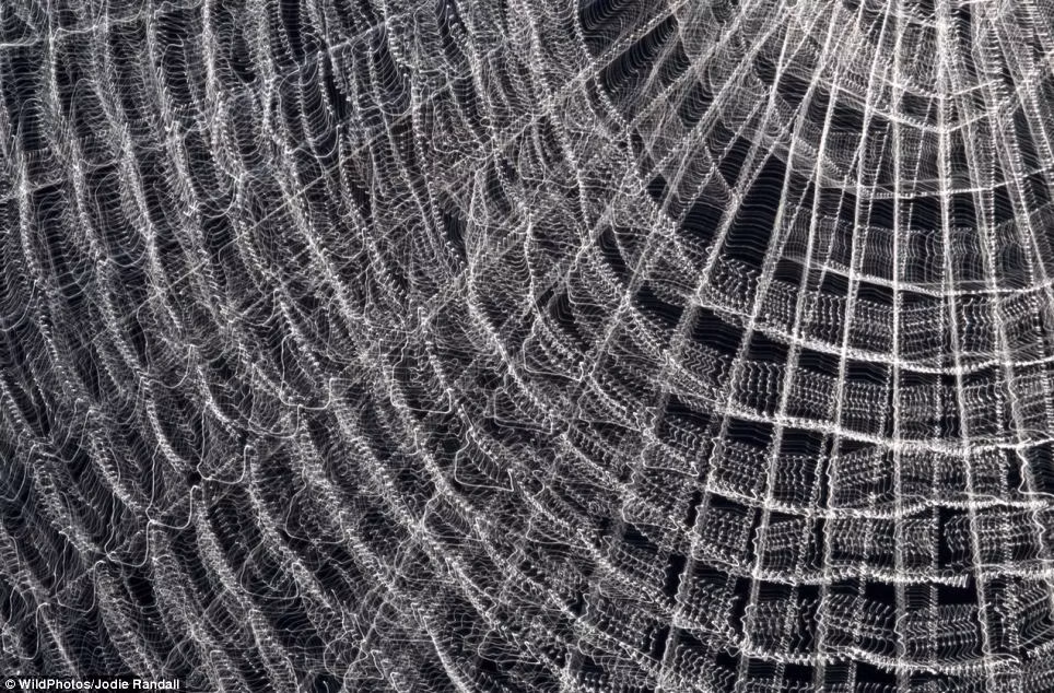 Một chiếc mạng nhện "khủng" được nhiếp ảnh gia ghi lại.