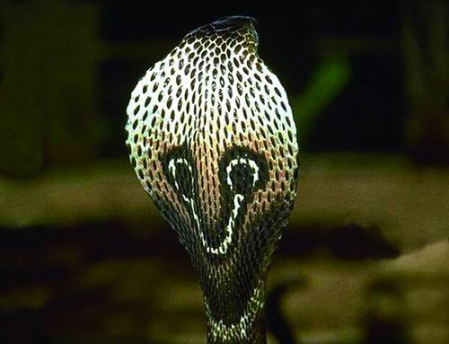 Rắn hổ mang Ấn Độ. Loài rắn này rất phổ biến ở Ấn Độ, có chiều dài từ 1 đến 2 m. Nó có thể tấn công con người bất cứ lúc nào, gây tổn hại nặng nề về thần kinh.