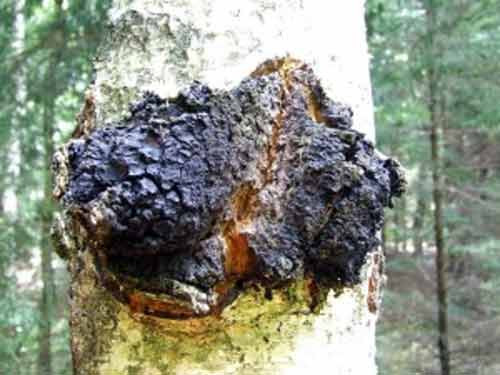 Nấm Chaga, phổ biến ở vùng Siberia, có chứa chất chống ung thư.