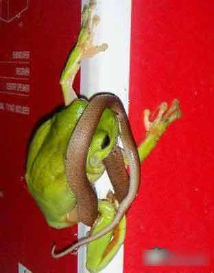  Làm thịt con mồi ngon lành. 