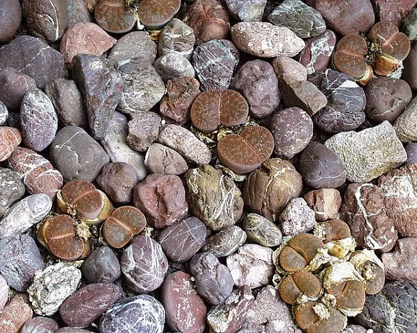 Người ta gọi loài hoa này là Thạch Lan vì khi hoa chưa nở, chúng trông giống những viên sỏi, đá ẩn mình vào môi trường xung quanh.