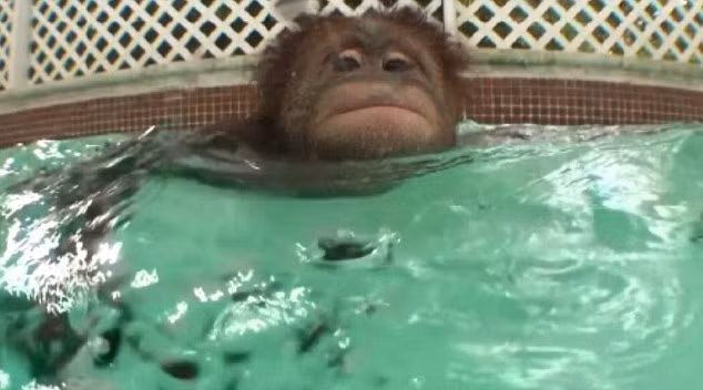 Hầu hết các loài động vật trên bộ đều bơi theo bản năng là dùng các chi lội nước. Trong hai trường hợp mới đây, một con vượn và tinh tinh orangutan đã chứng tỏ khả năng bơi như người, cụ thể là kiểu bơi ếch.