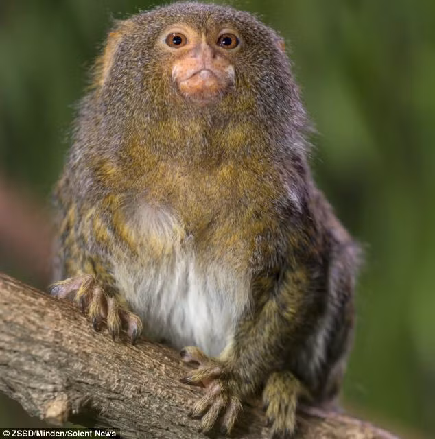 Khỉ lùn đuôi sóc được coi là loài khỉ nhỏ nhất trên thế giới.