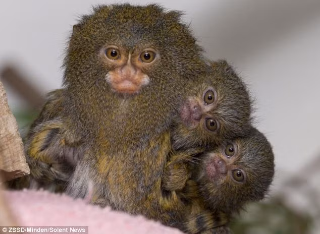 Ba con khỉ đuôi sóc đáng yêu túm tụm với nhau trông giống một con khỉ 3 đầu tại vườn thú San Diego (Mỹ).