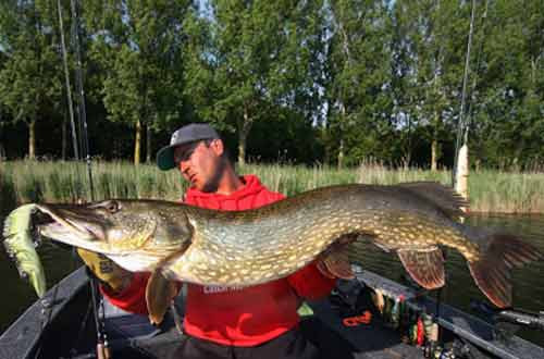 Cần thủ Sean Wit bắt được con cá chó khổng lồ dài tới 127 cm ở Hà Lan.