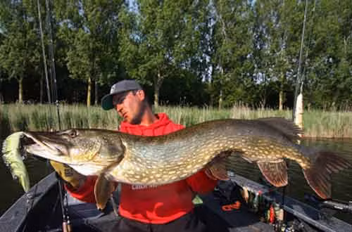 Cần thủ Sean Wit bắt được con cá chó khổng lồ dài tới 127 cm ở Hà Lan.