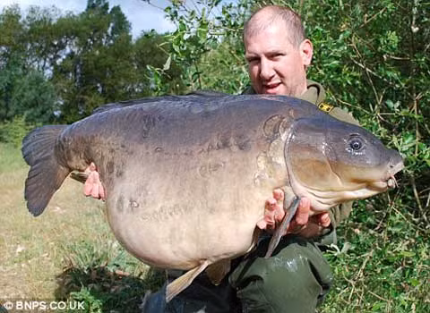 Loài cá nước ngọt lớn nhất ở Anh được cần thủ chinh phục.