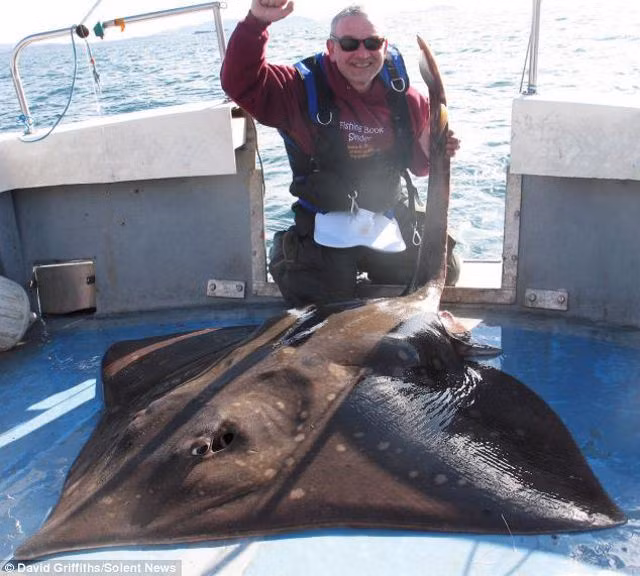 Ông David Griffiths 47 tuổi, đã chinh phục được con cá đuối nặng 106 kg ngoài khơi Oban, Tây Scotland.