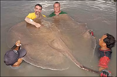 Cần thủ người Anh Ian Welch và 4 người bạn đã mất 45 phút mới kiểm soát được con cá đuối gai độc nước ngọt khổng lồ có bề ngang rộng 1,8 m và dài 4,2 m. Con cá uớc tính nặng 150 kg này được bắt ở Thái Lan.