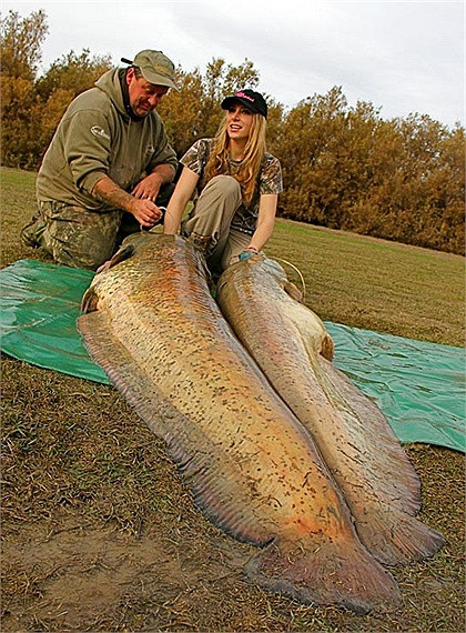 Một cần thủ ở Nga đã câu được chú cá nheo dài 5 m, nặng 300 kg.