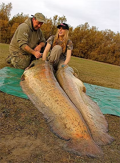 Một cần thủ ở Nga đã câu được chú cá nheo dài 5 m, nặng 300 kg.