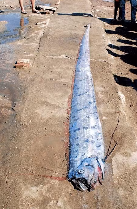 Con cá mái chèo dài gần 4m, nặng gần 30kg, được phát hiện tại khu vực vịnh Nghi Sơn, Tĩnh Gia (Thanh Hoá). (Nguồn: Chi cục Khai thác và Bảo vệ nguồn lợi thuỷ sản Thanh Hoá).