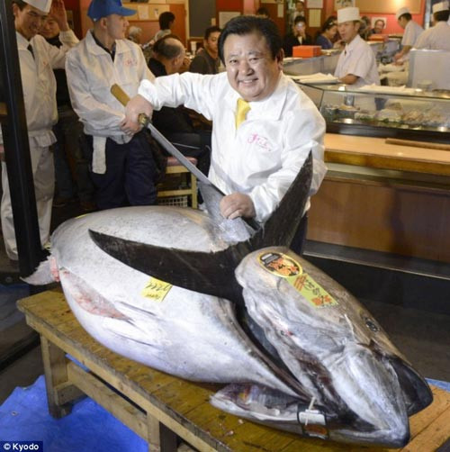 Con cá ngừ nặng 222 kg được đánh bắt tại bờ biển thành phố Oma, phía Bắc Nhật Bản. Chú cá “khủng” được bán với giá kỷ lục 1,8 triệu USD cho chuỗi nhà hàng sushi Zanmai nổi tiếng của nước này.