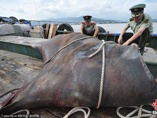 Một ngư dân ở thành phố Đài Châu, thuộc tỉnh Chiết Giang, Trung Quốc đã bắt được một con cá đuối khổng lồ nặng hơn 1 tấn ngoài khơi bờ biển tỉnh Phúc Kiến.