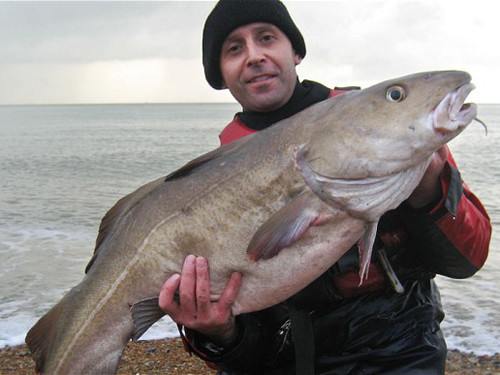 Dan Richards đã câu được con cá tuyết nặng 13,5 kg ở vùng biển Folkestone, Kent, Anh.