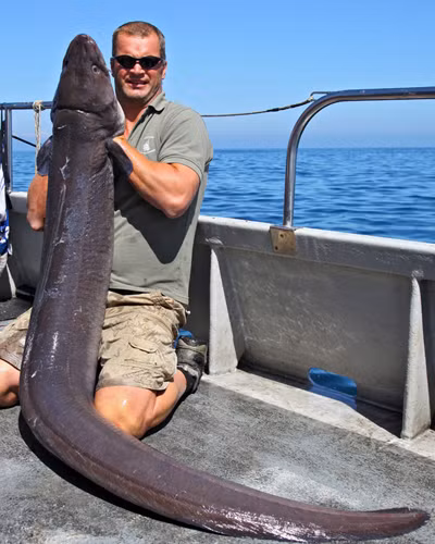 Andy Parker - một người dân Anh đã bắt được con cá chình khổng lồ nặng tới 45 kg tại khu biển cách Torquay ở Devon (Anh) khoảng 56,3 km.