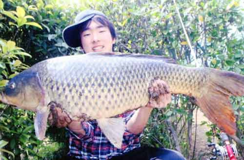 Cần thủ người Nhật Bản Toshiki Matsuura đã được bắt được chú cá "khủng" này trên sông Yodo của Nhật.