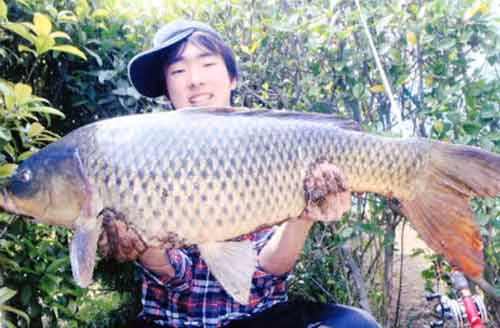 Cần thủ người Nhật Bản Toshiki Matsuura đã được bắt được chú cá "khủng" này trên sông Yodo của Nhật.