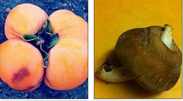 Quả cam "sinh bốn" dị thường và nấm đột biến.